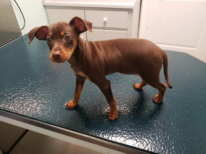 Helmwood Veterinary Clinic Picture 5