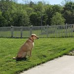 Lake City Animal Health & Wellness Center