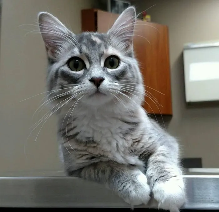 Milford Animal Clinic Inc Picture 2