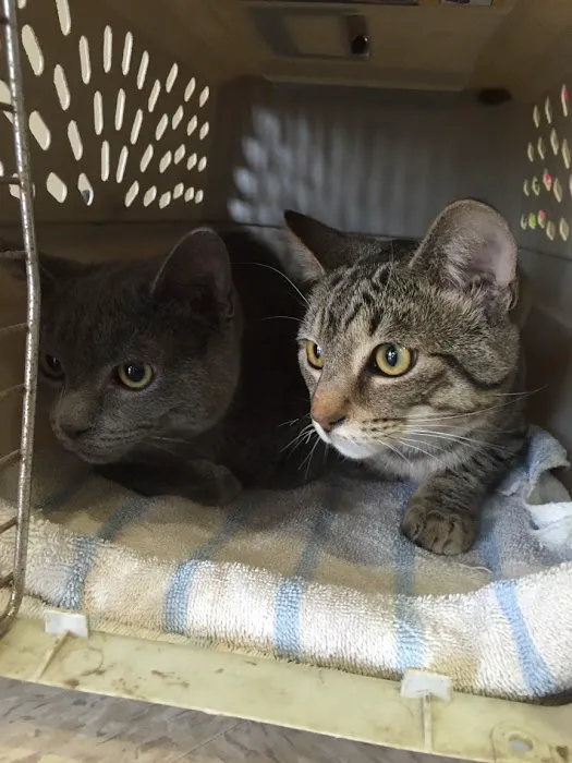 Milford Animal Clinic Inc Picture 4