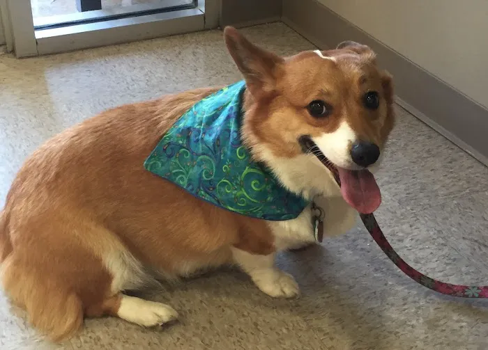 Milford Animal Clinic Inc Picture 8