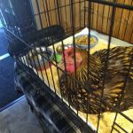 Goshen Animal Clinic