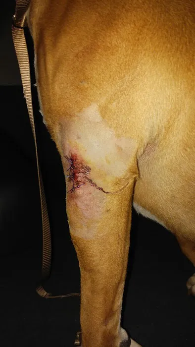Goshen Animal Clinic Picture 9