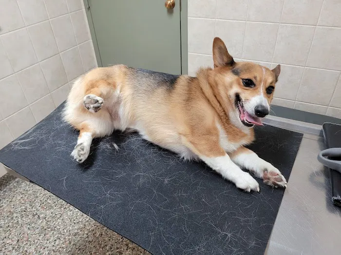 White Veterinary Clinic Picture 4