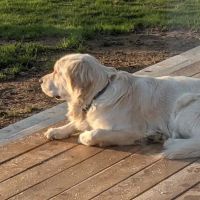 Maplecrest Animal Hospital ico