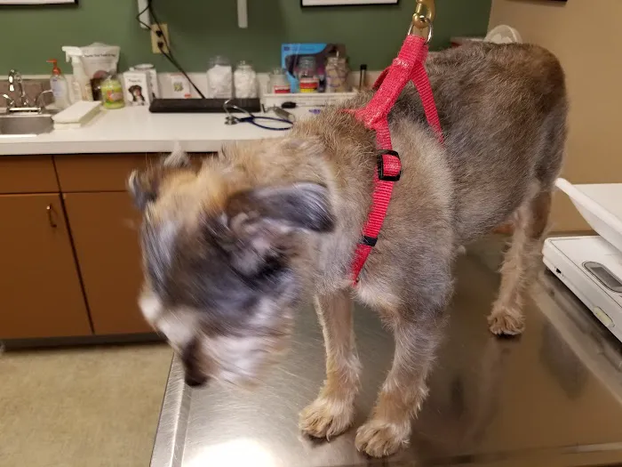 Maplecrest Animal Hospital Picture 7