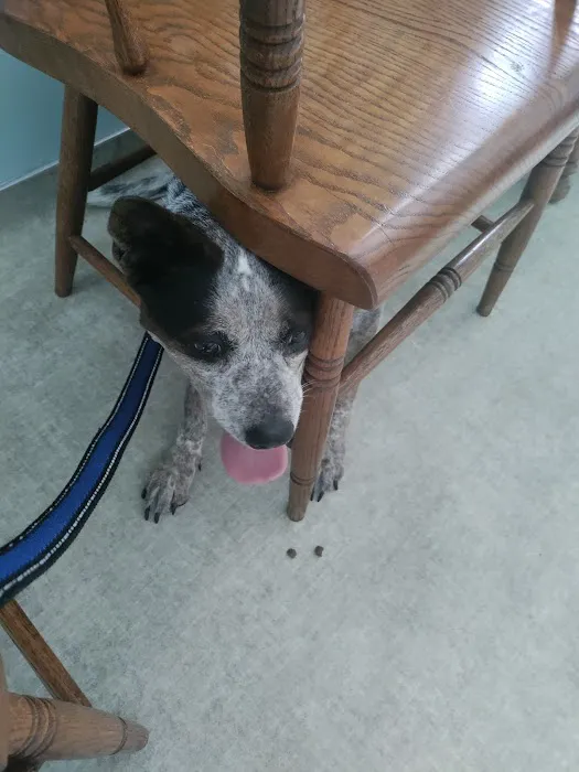 Maplecrest Animal Hospital Picture 9