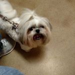 Community Animal Hospital, LLC