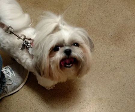 Community Animal Hospital, LLC