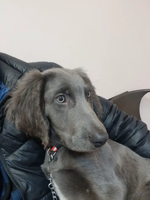 Community Animal Hospital, LLC Picture 7