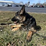 Crossroads Veterinary Clinic
