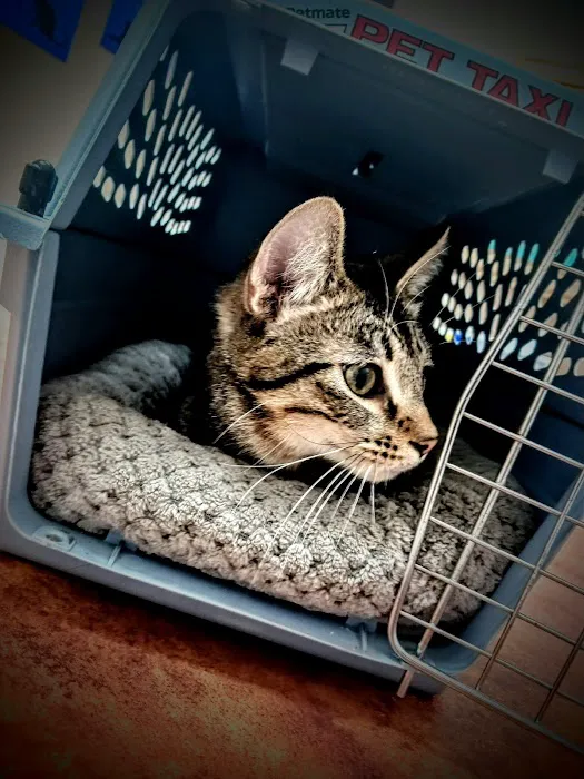 Crossroads Veterinary Clinic Picture 2