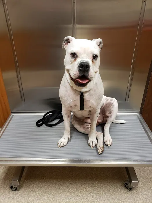 Noah's Landing Pet Care Clinic, LLC Picture 4