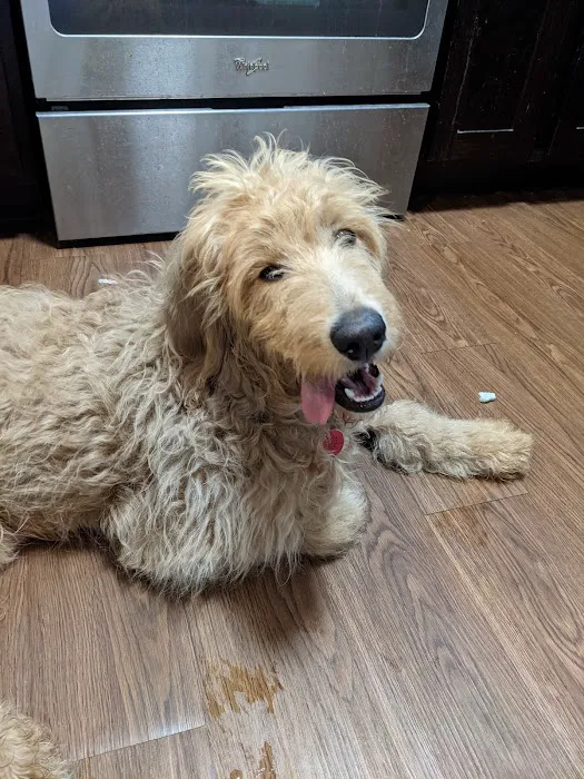 Noah's Landing Pet Care Clinic, LLC Picture 2