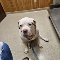 Noah's Landing Pet Care Clinic, LLC ico