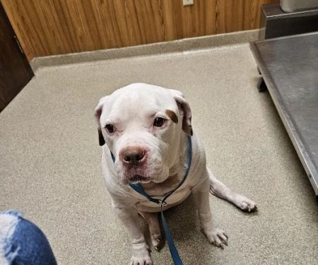 Noah's Landing Pet Care Clinic, LLC