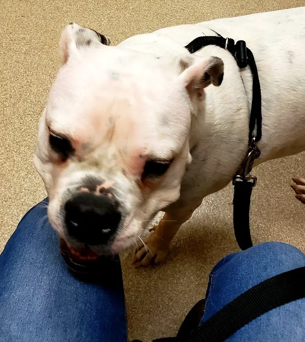 Noah's Landing Pet Care Clinic, LLC Picture 5