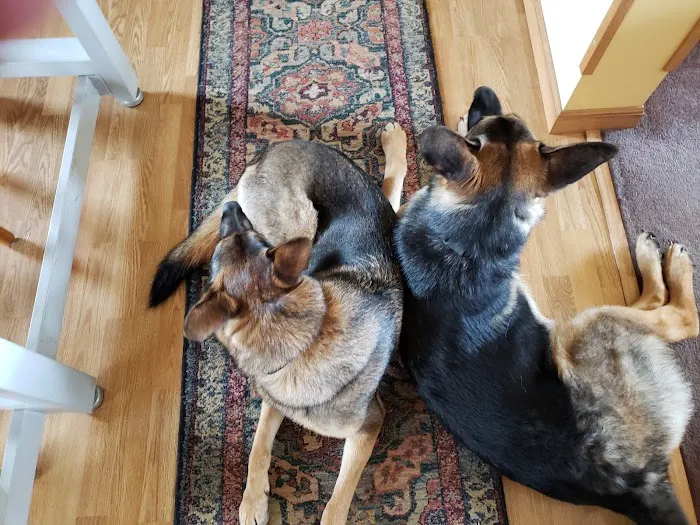 Noah's Landing Pet Care Clinic, LLC Picture 6
