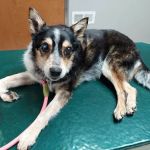 Animal Aid Clinic South
