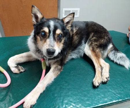 Animal Aid Clinic South
