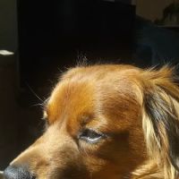 Animal Aid Clinic-South: Dean Stacey DVM ico