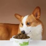 Top Supplements for Supporting Dog Joint Health