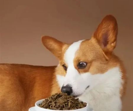 Top Supplements for Supporting Dog Joint Health