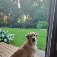 Chelsea Animal Hospital ico