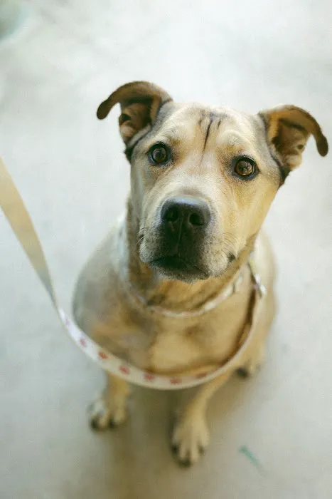 Chelsea Animal Hospital Picture 6