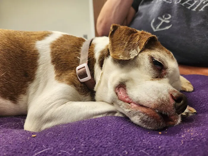 Chelsea Animal Hospital Picture 4
