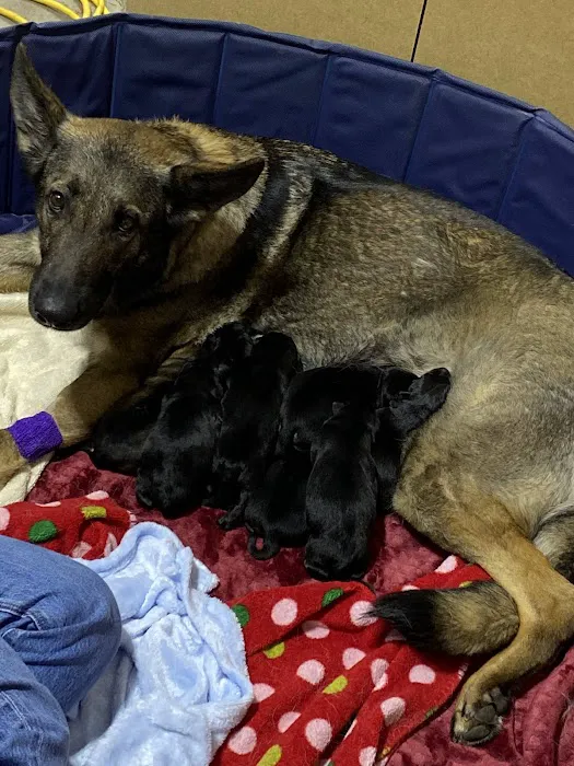 Chelsea Animal Hospital Picture 2