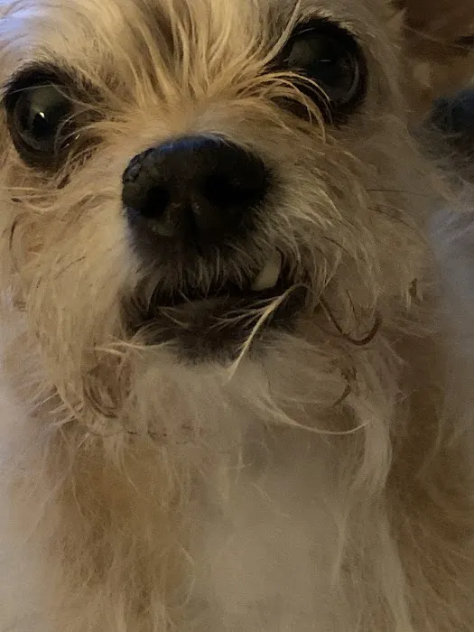 Great Lakes Veterinary Dentistry Picture 4