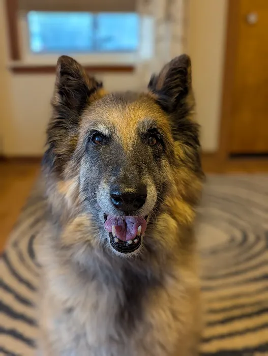 Great Lakes Veterinary Dentistry Picture 1