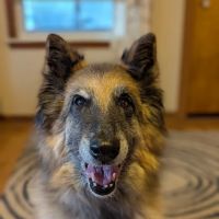 Great Lakes Veterinary Dentistry ico