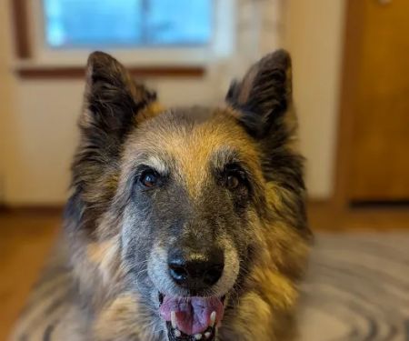 Great Lakes Veterinary Dentistry