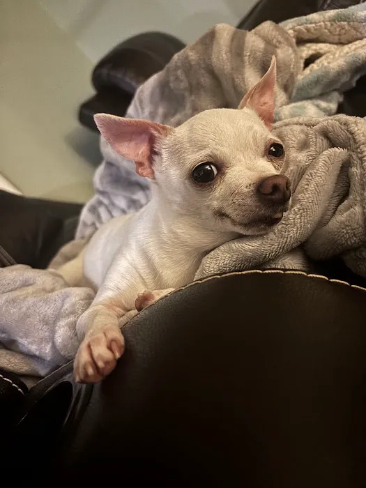 Great Lakes Veterinary Dentistry Picture 3