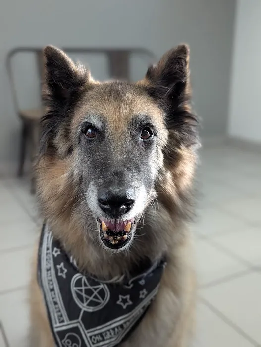 Great Lakes Veterinary Dentistry Picture 2