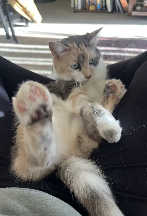 Great Lakes Veterinary Dentistry Picture 5