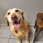 Lane Animal Hospital