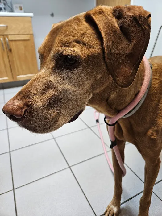 Lane Animal Hospital Picture 6