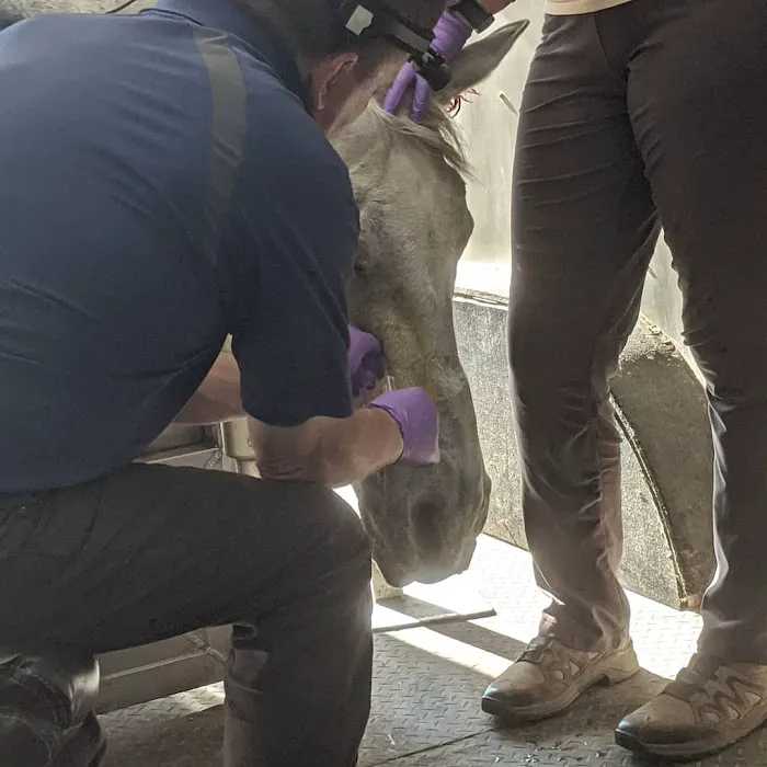 Advanced Equine Dentistry Picture 3