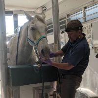 Advanced Equine Dentistry ico
