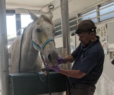 Advanced Equine Dentistry