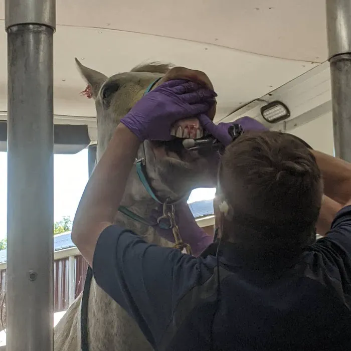 Advanced Equine Dentistry Picture 4