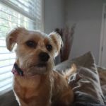Banfield Pet Hospital