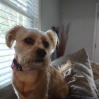 Banfield Pet Hospital ico