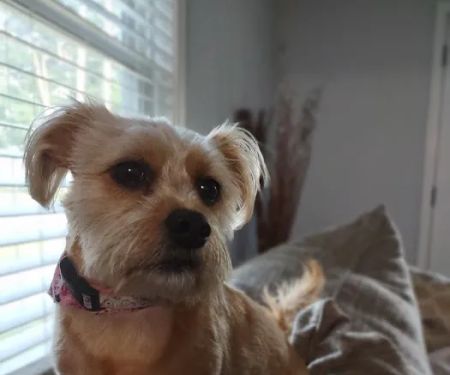 Banfield Pet Hospital