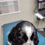 Westarbor Animal Hospital