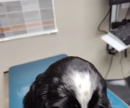 Westarbor Animal Hospital