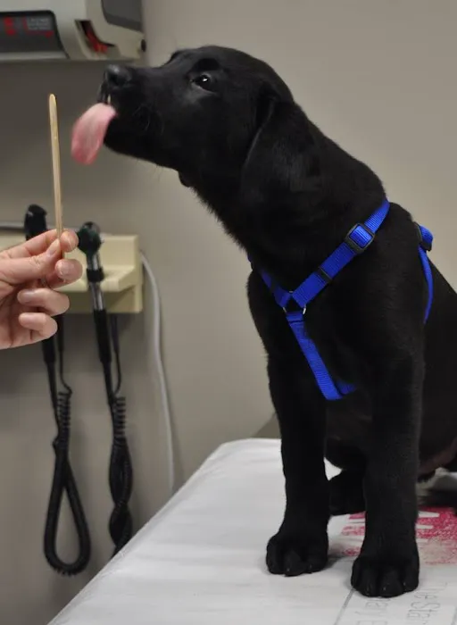 Westarbor Animal Hospital Picture 3